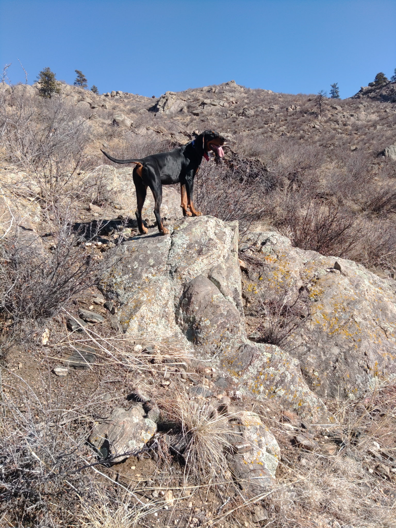 Hunting Dog 9