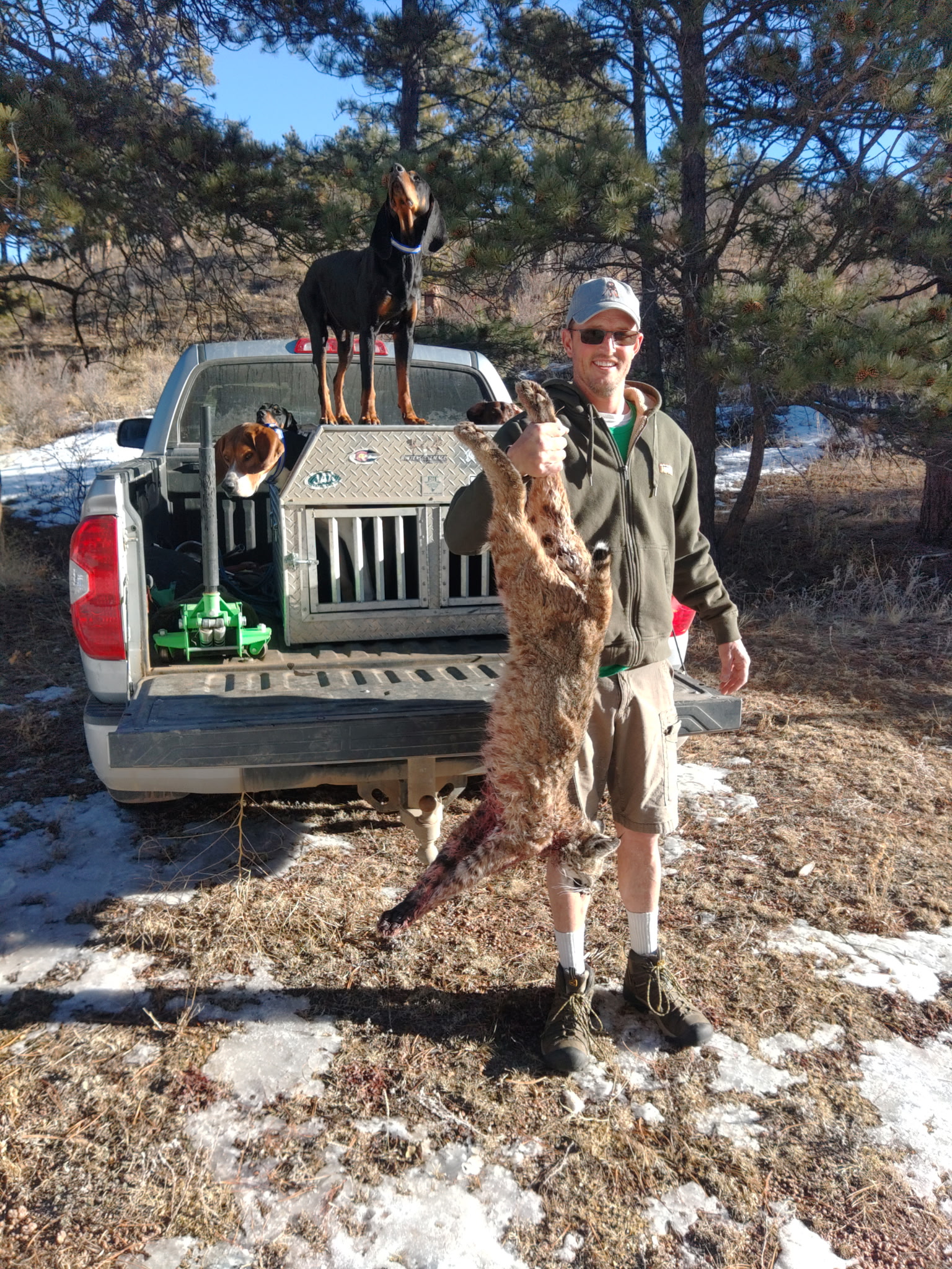 Hunting Dog 6