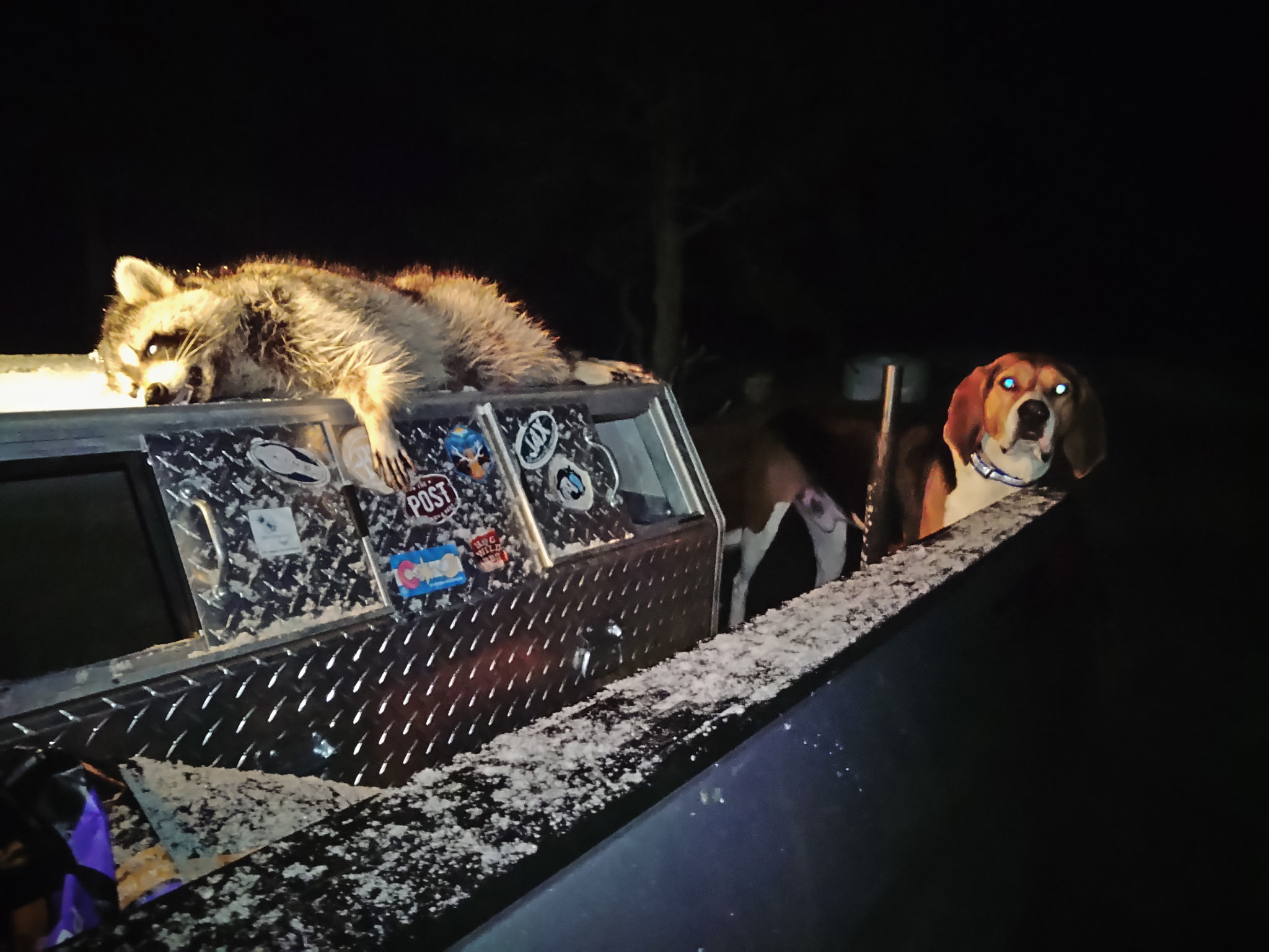 Hunting Dog 5