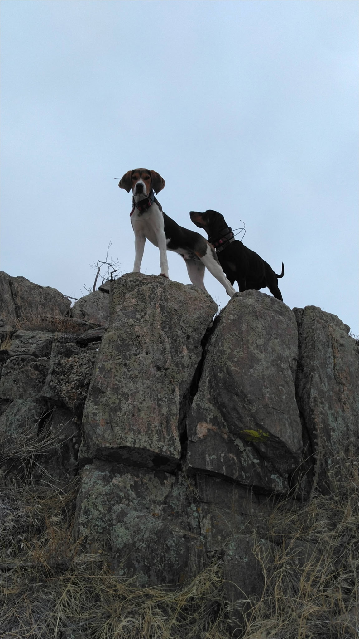 Hunting Dog 4