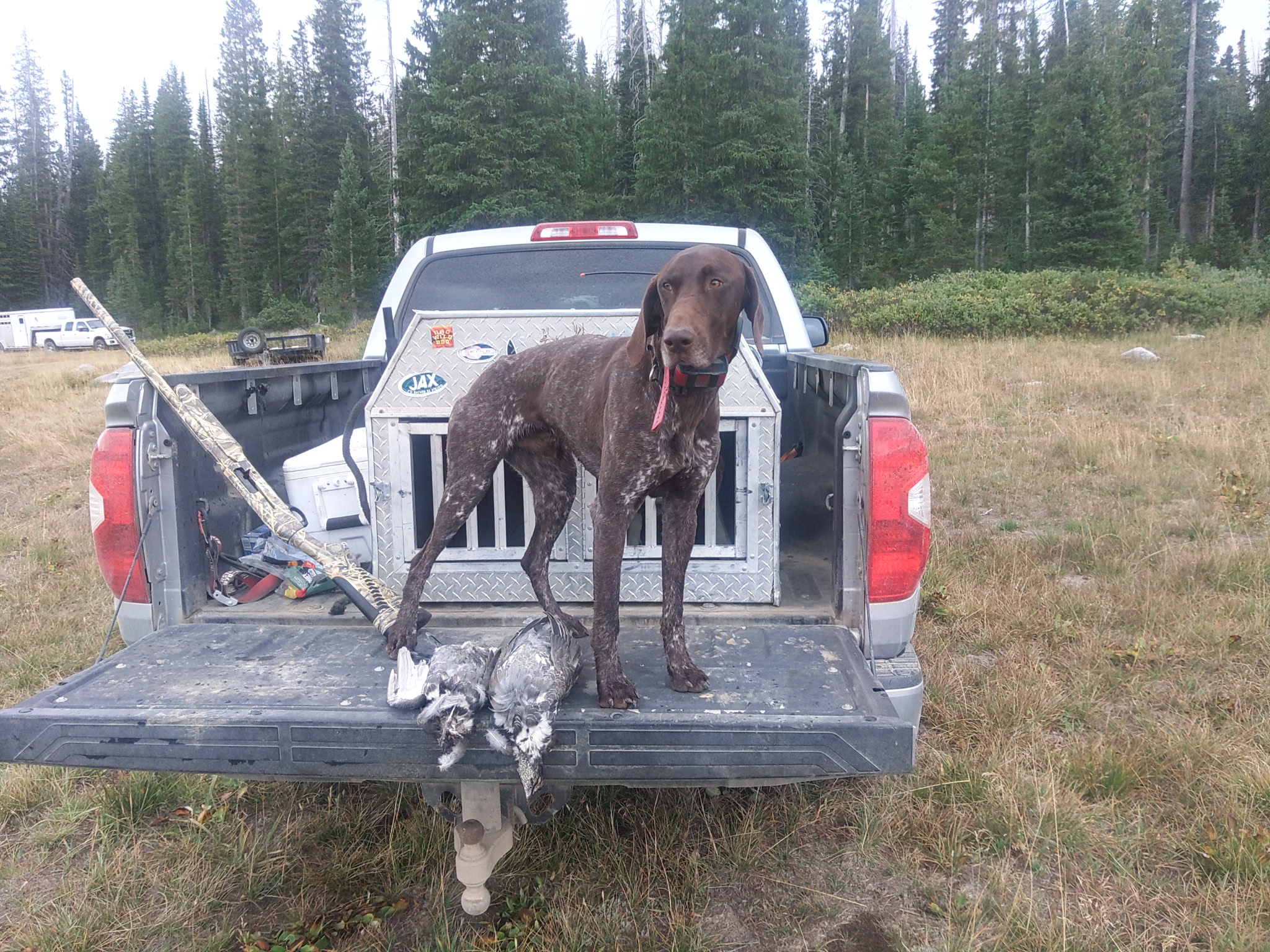 Hunting Dog 3