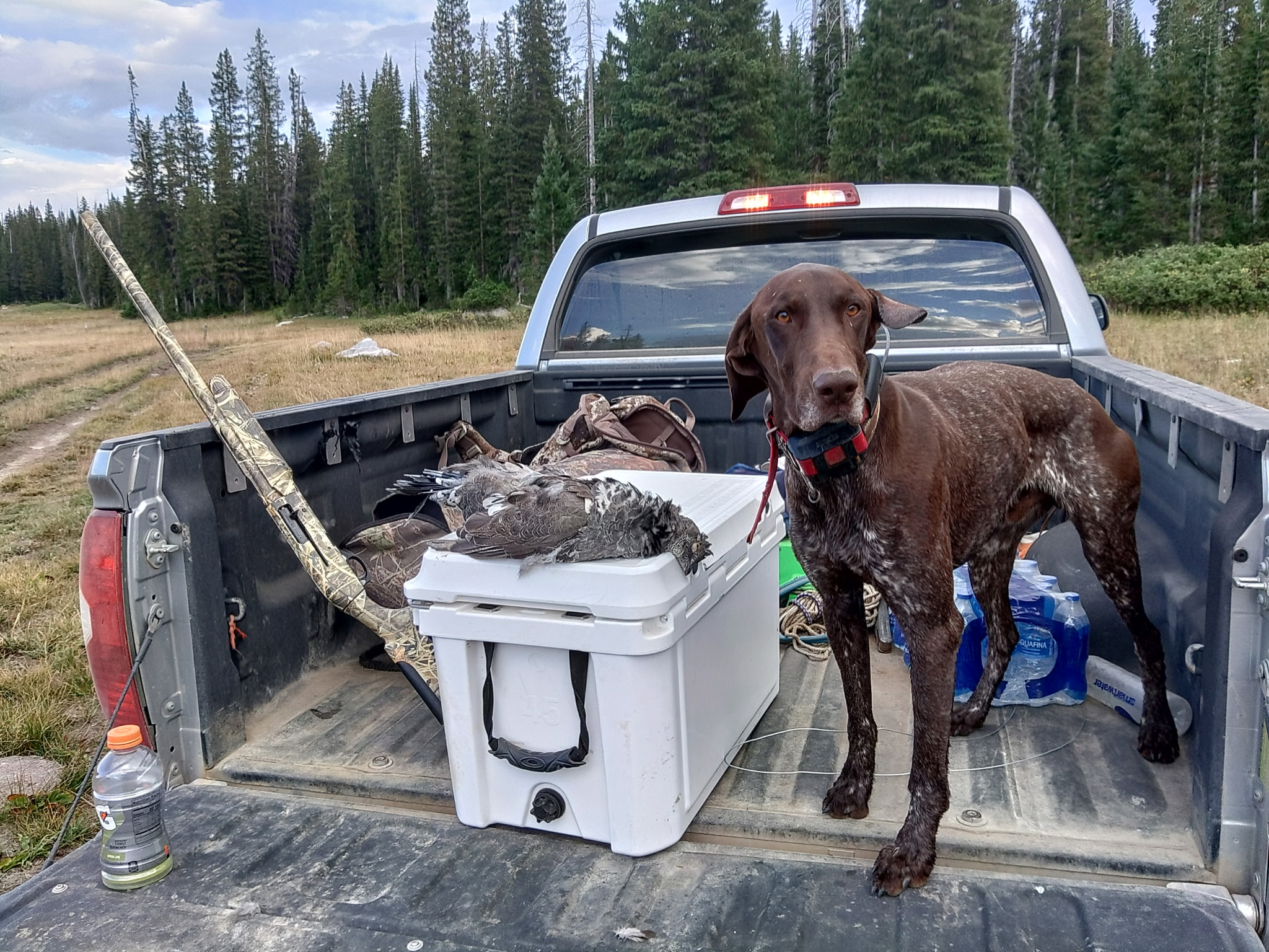 Hunting Dog 7