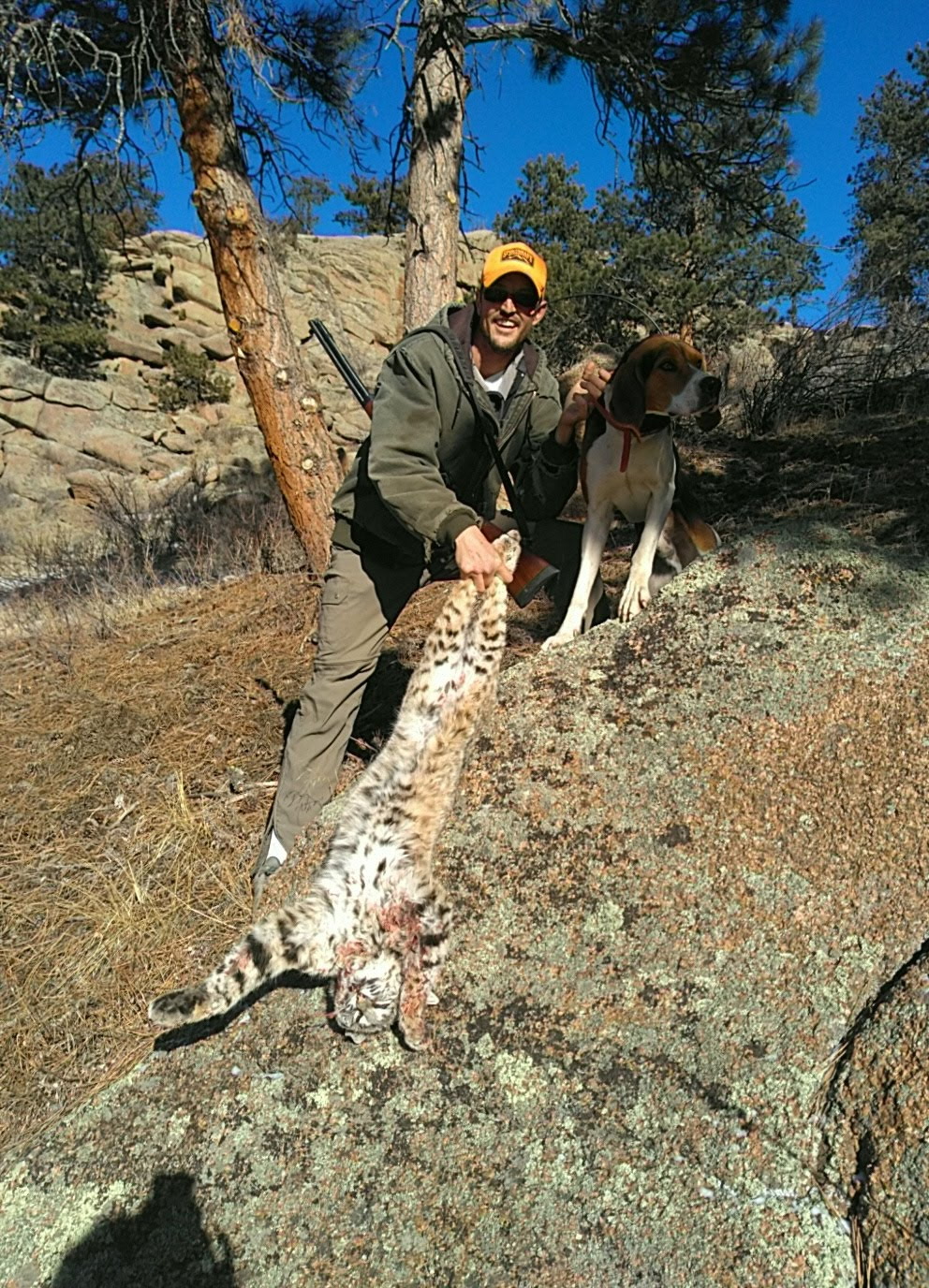 Hunting Dog 11