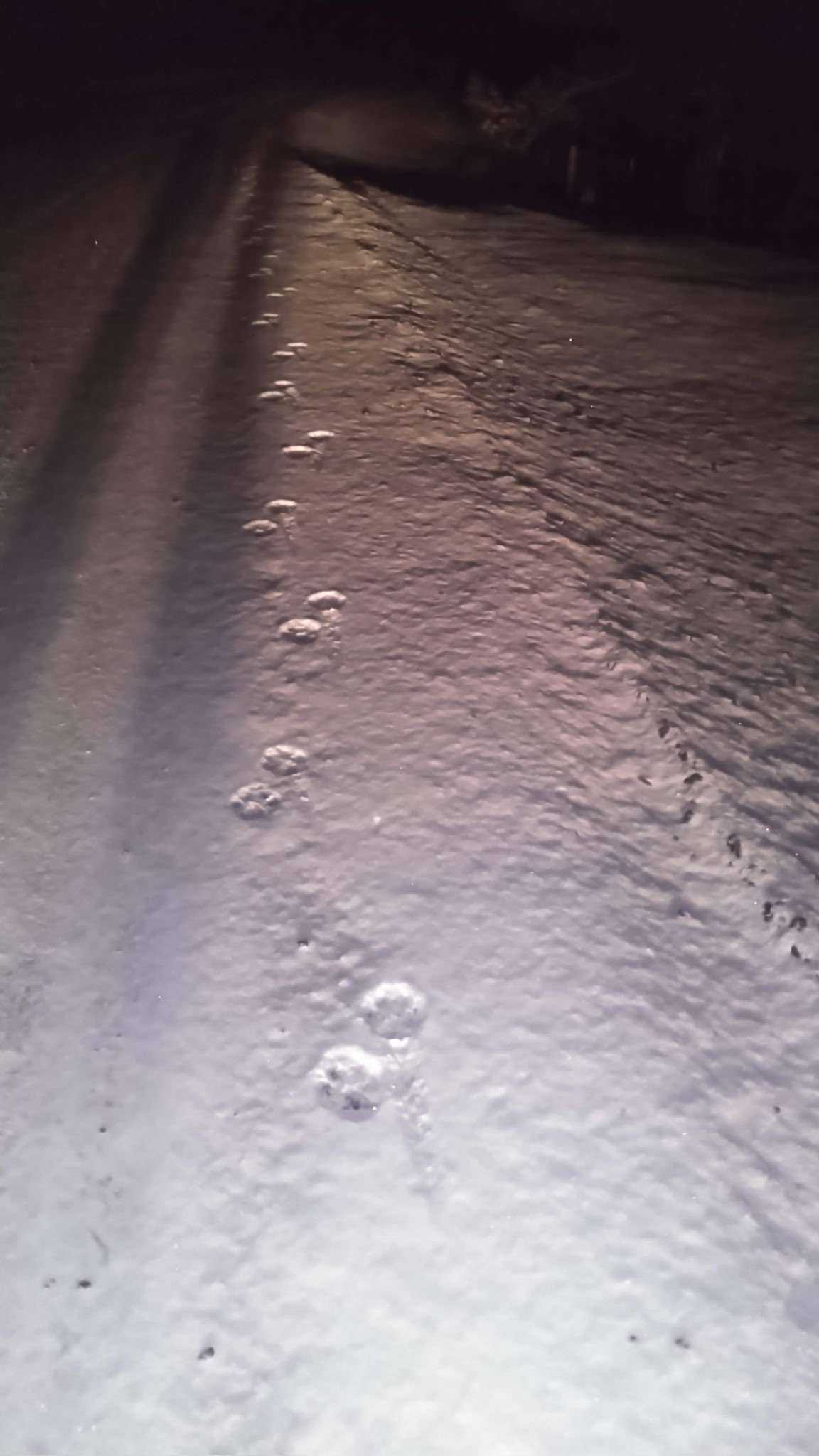 Hunting Dog 2