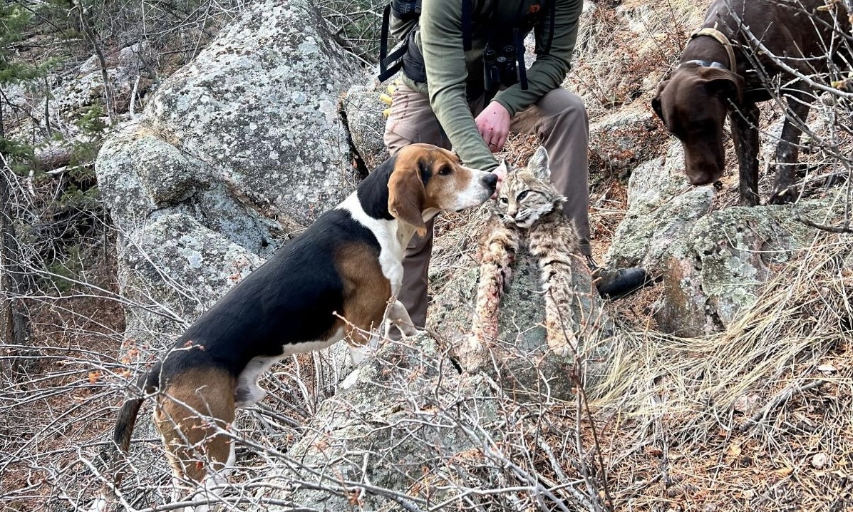 Hunting Dog 12