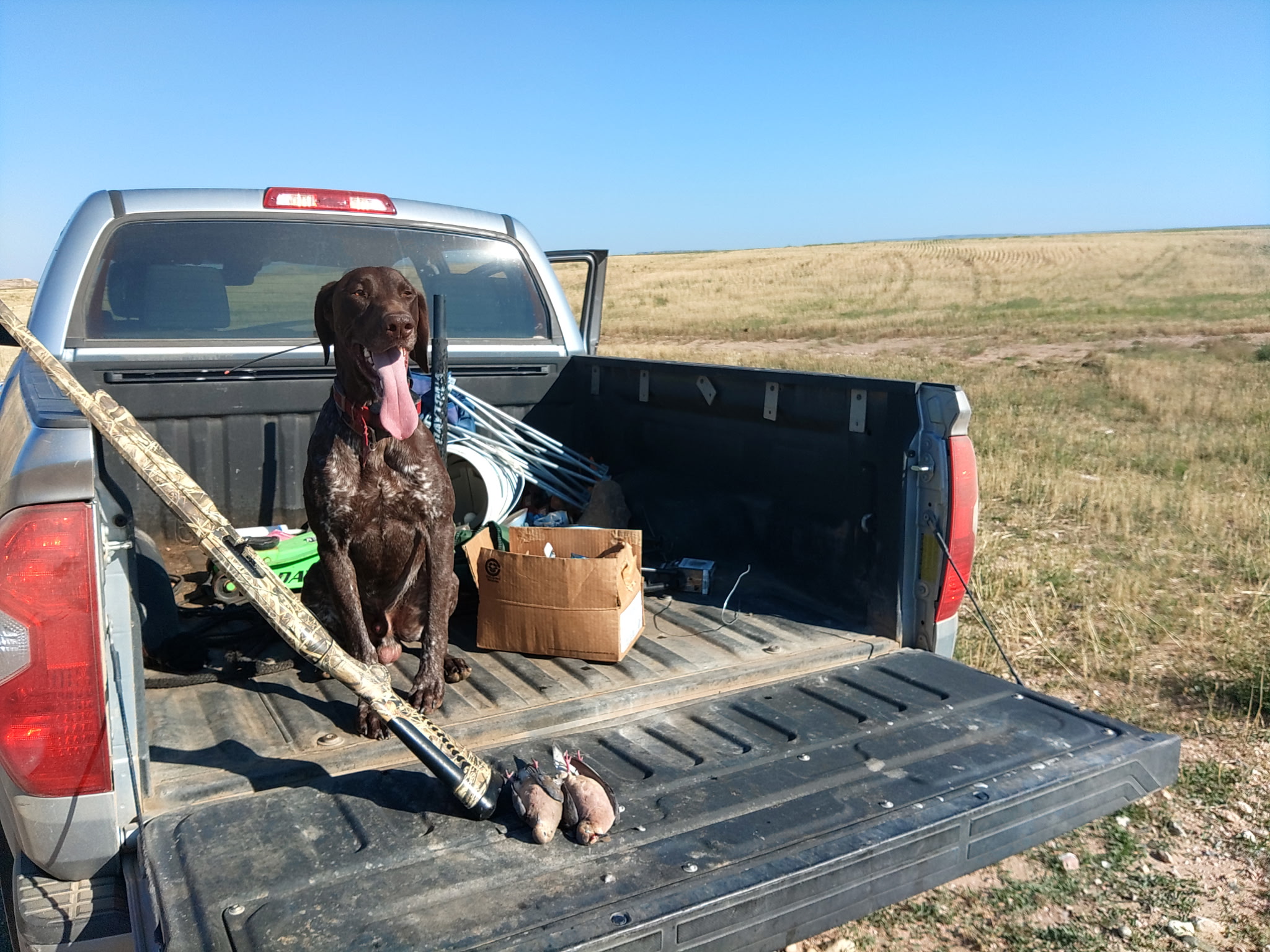 Hunting Dog 1